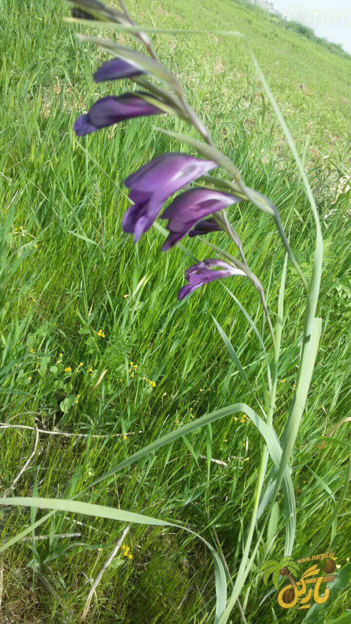 گلایول سیاه - گیاهان بومی ایران